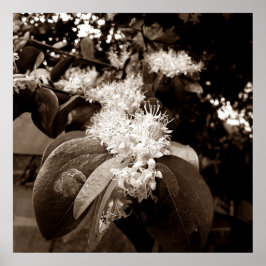 Poster flores brancas2