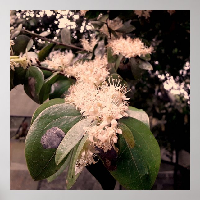 Poster flores brancas3 (Frente)