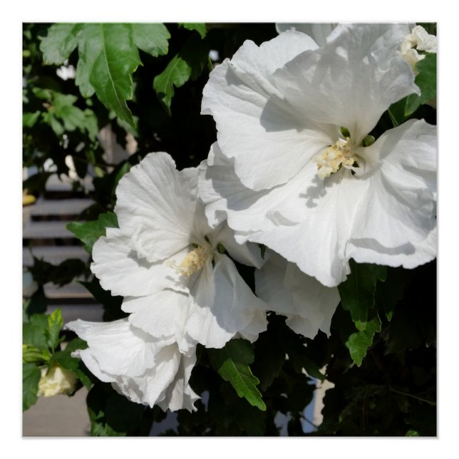 Póster flores brancas acolhedoras (Frente)