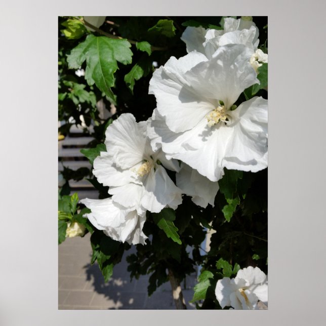 Poster flores brancas acolhedoras (Frente)