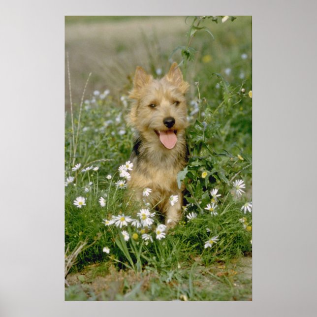 Poster flores brancas australianas aterrorizantes (Frente)