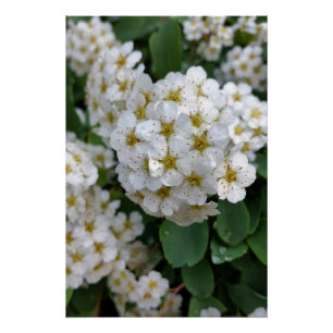 Póster Flores brancas brilhando