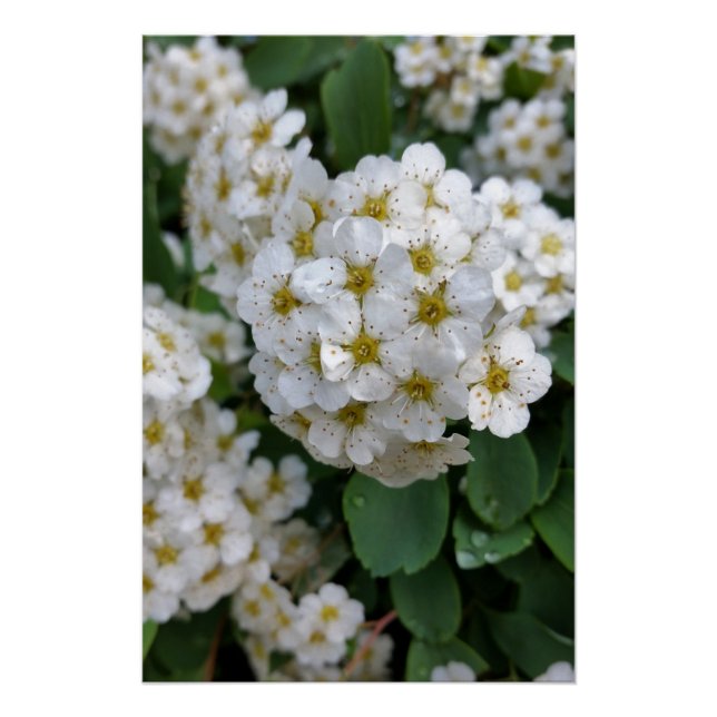 Póster Flores brancas brilhando (Frente)