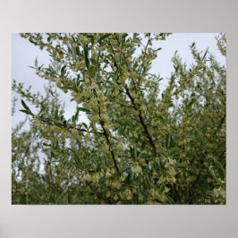 Poster Flores Brancas Cremosas no Arbusto Após Chuva de P