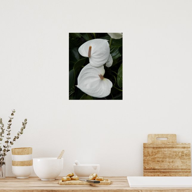 Poster Flores Brancas de Anthurium Fotográfico (Cozinha)
