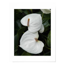 Flores Brancas de Anthurium Fotográfico