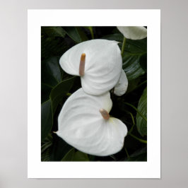Poster Flores Brancas de Anthurium Fotográfico