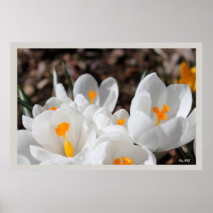 Póster flores brancas de croco