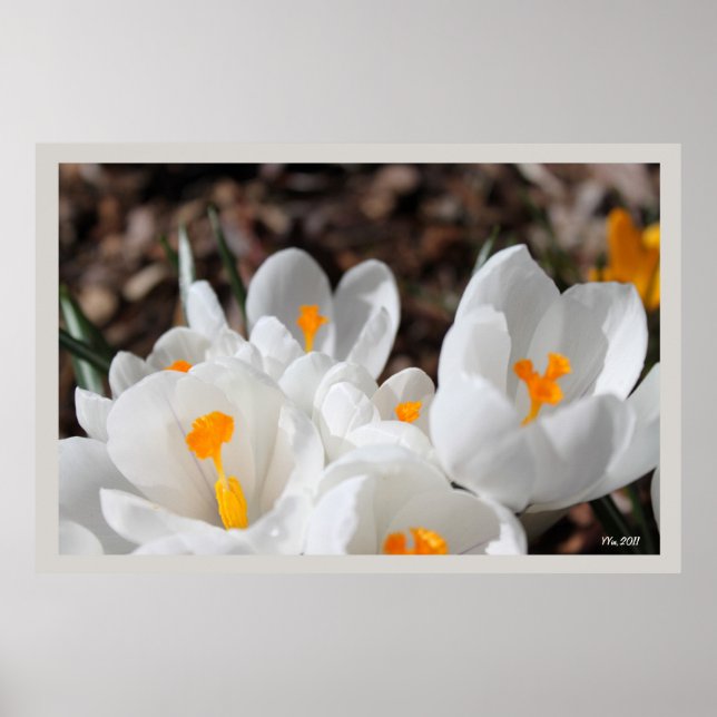 Póster flores brancas de croco (Frente)