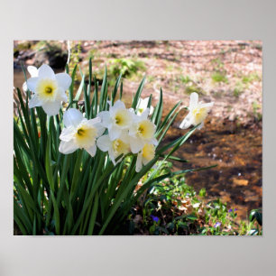 Poster Flores Brancas De Daffodil Por Brook