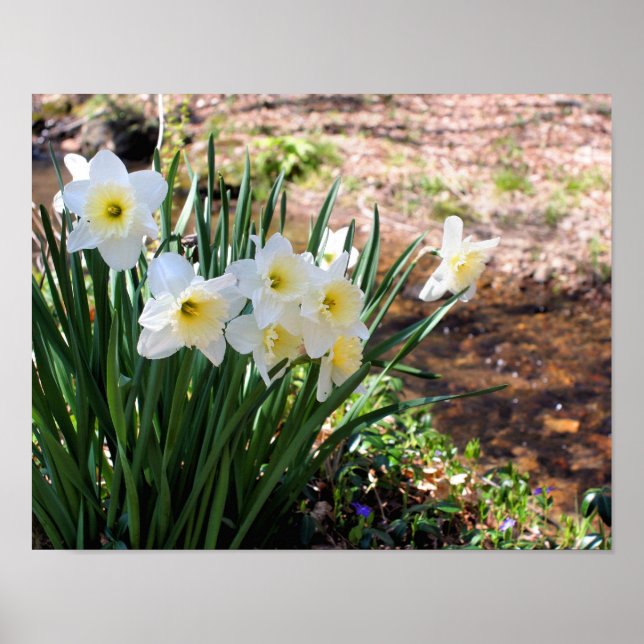 Poster Flores Brancas De Daffodil Por Brook (Frente)