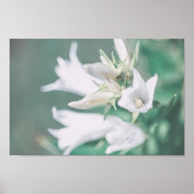 Poster Flores brancas de esfola verde de Pastel pálidas (Frente)