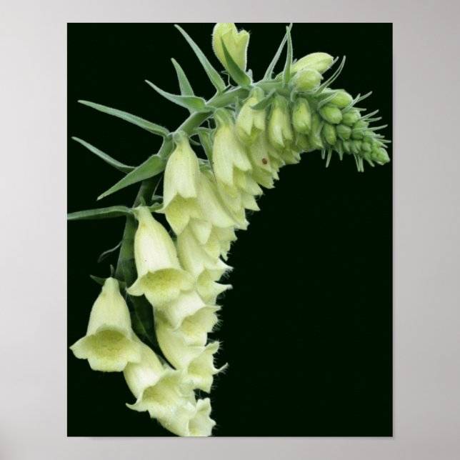Poster Flores Brancas de Foxglove (Frente)