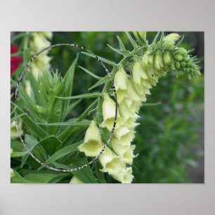 Poster Flores Brancas de Foxglove Adicione Sua Foto
