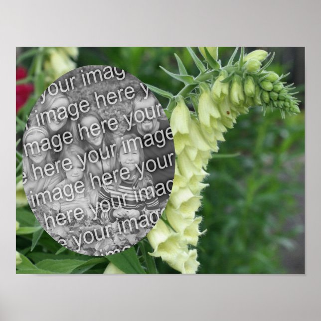 Poster Flores Brancas de Foxglove Adicione Sua Foto (Frente)
