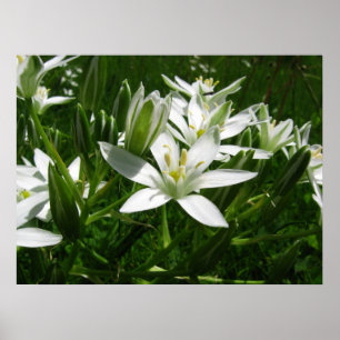 Poster flores brancas de primavera
