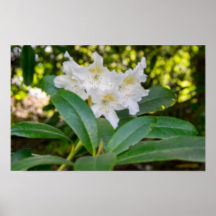 Poster Flores Brancas de Rhododendron, Allan Park, Norlan