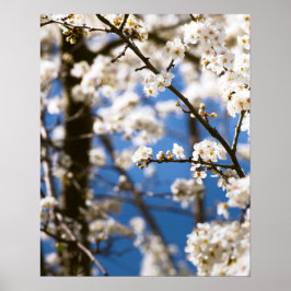 Poster Flores brancas diante de um céu branco