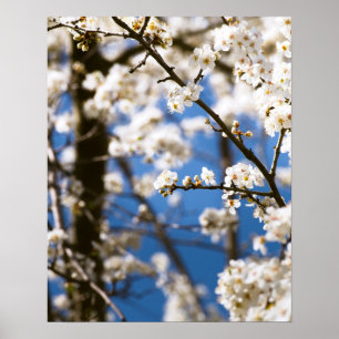Poster Flores brancas diante de um céu branco