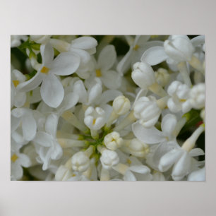 Poster Flores brancas do Lilac