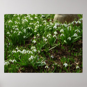 Poster Flores brancas do primavera de Snowdrops II
