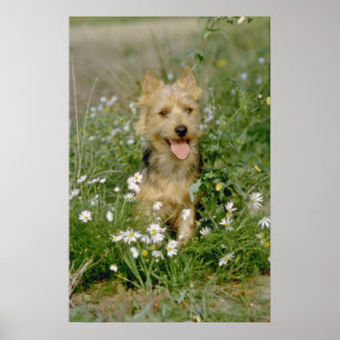 Poster flores brancas do terrier australiano
