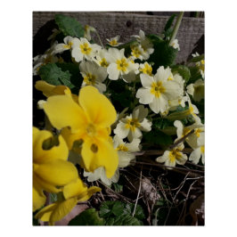 Póster Flores brancas e amarelas do jardim