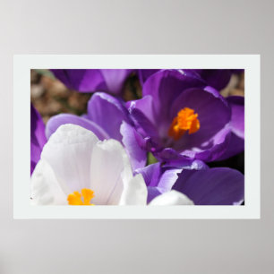 Poster Flores Brancas e Roxas de Primavera