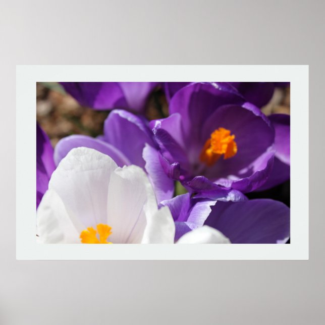 Poster Flores Brancas e Roxas de Primavera (Frente)