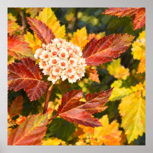 Poster Flores Brancas Entre Folhas de Outono Carmesim