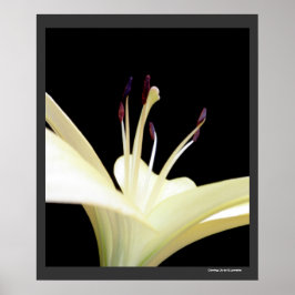 Póster Flores brancas Lily Flores Flores Foto