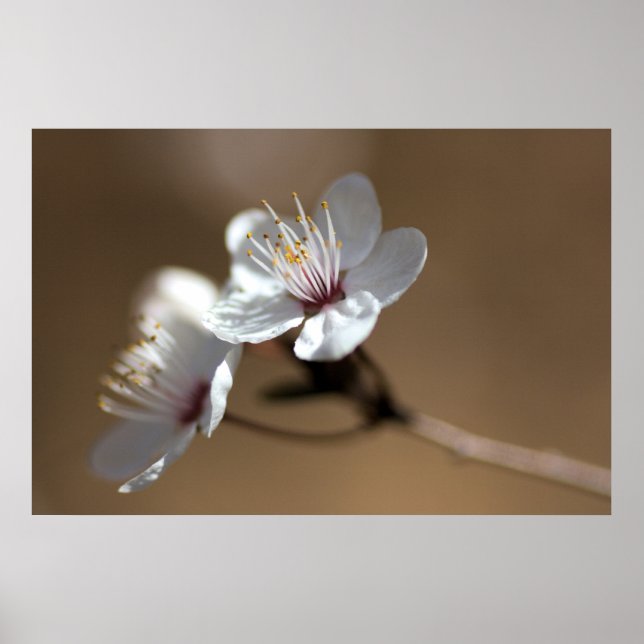 Póster Flores brancas sobre fundo castanho (Frente)