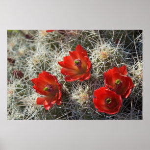 Póster Flores Cactus