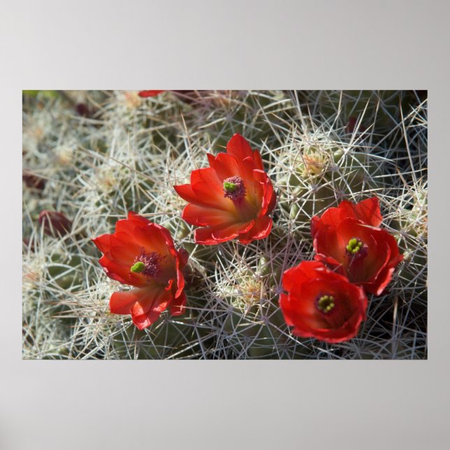 Póster Flores Cactus (Frente)