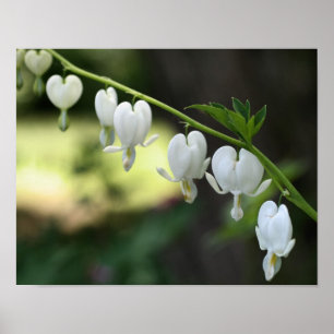Póster Flores Cardíacas Brancas Hemorragias