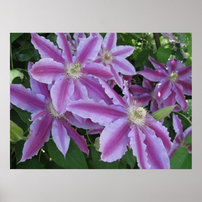POSTER - Flores Clematis em primavera no Reino Uni (Frente)