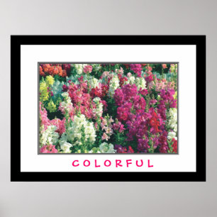 Póster Flores Coloridas