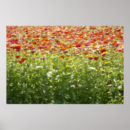 Poster Flores Coloridas de Primavera