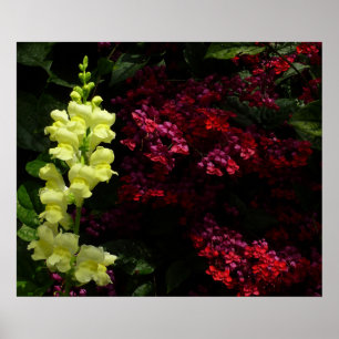 Póster Flores Coloridas de Snapdragon e Pagoda