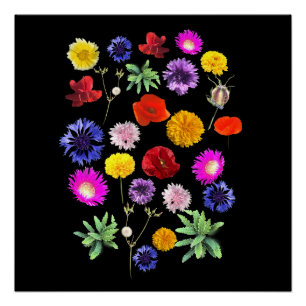 Póster flores coloridas de verão sobre fundo preto