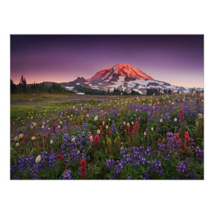Póster Flores coloridas no parque nacional mais chuvoso