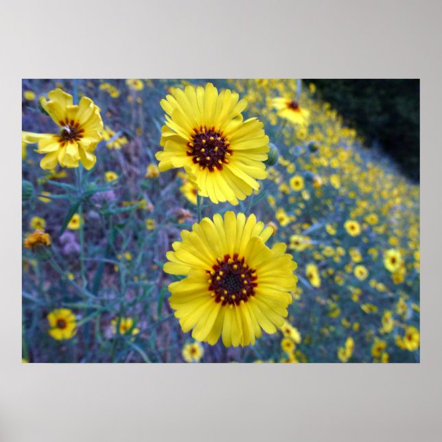 Poster Flores Comuns Madia no Parque Nacional Sequoia (Frente)