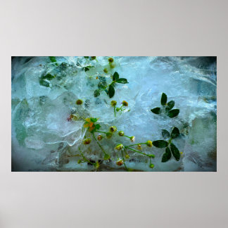 Poster Flores Congeladas,