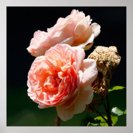 Poster Flores Cor-de-Rosa