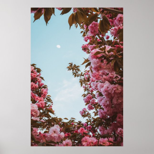 Poster Flores cor-de-rosa (Frente)