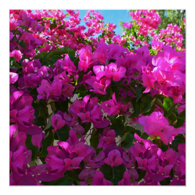 Póster Flores cor-de-rosa Bougainvillea, Poster (Frente)
