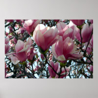 Flores cor-de-rosa das árvores das tulipas