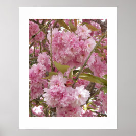 Poster Flores Cor-de-Rosa de Cerejeira