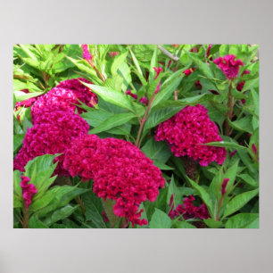Poster Flores cor-de-rosa do Celosia de Cockscomb