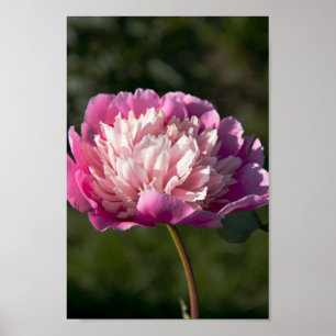 Poster Flores cor-de-rosa grandes no primavera